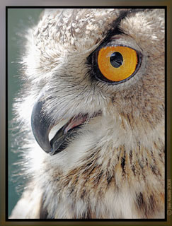 Photo of Eagle Owl