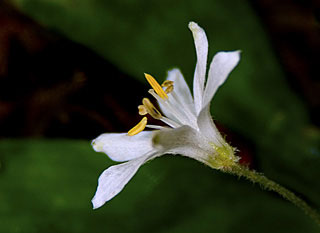 Close-up flower photo