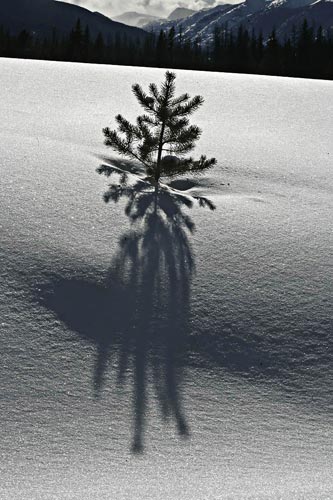 Photo of little pine tree in snow field using Photoshop High Pass Filter by Andy Long