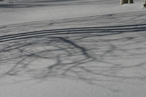 Photo of unprocessed snow and tree shadows image by Andy Long