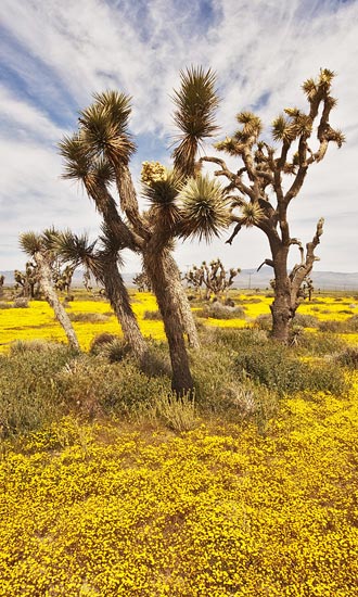 Photo of Goldfields and Joshua trees in Joshua Tree National Park by Robert Hitchman