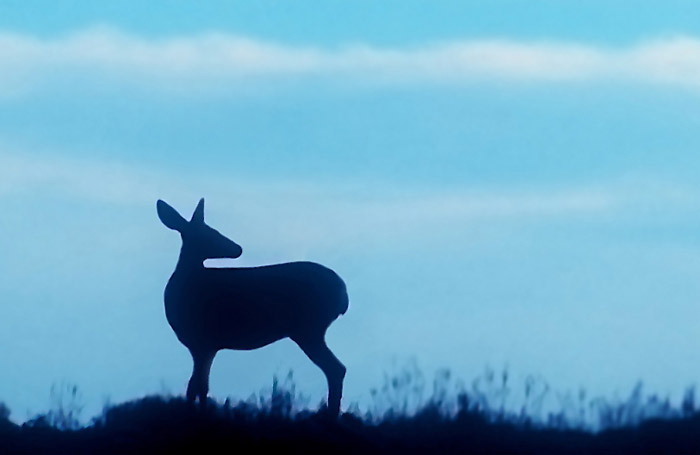 Silhouette photo of deer on hillside by Noella Ballenger
