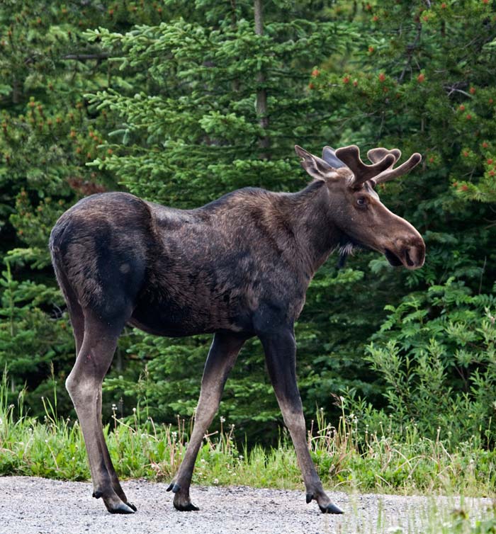 Photo of Moose at Waterton Lakes National Park of Canada by Noella Ballenger