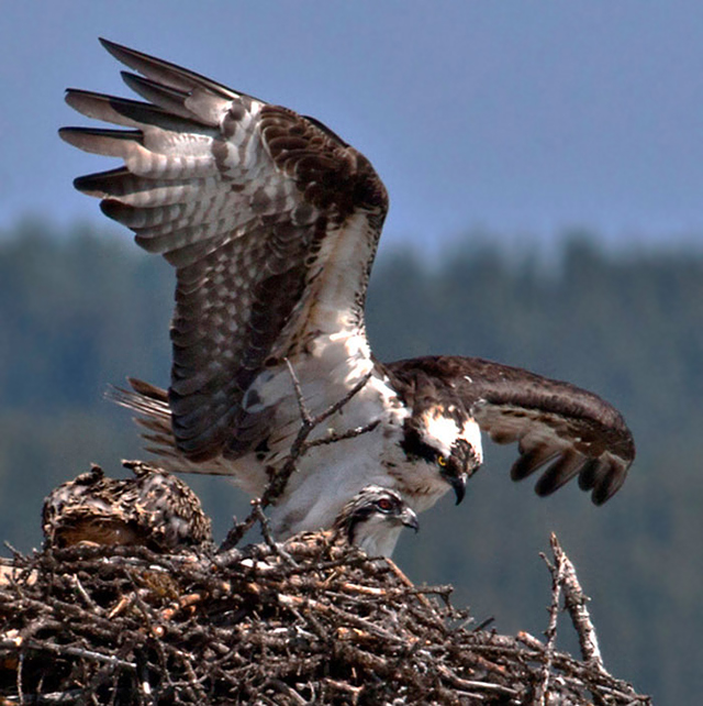 Photo of adult Osprey and chicks on nest by Noella Ballenger