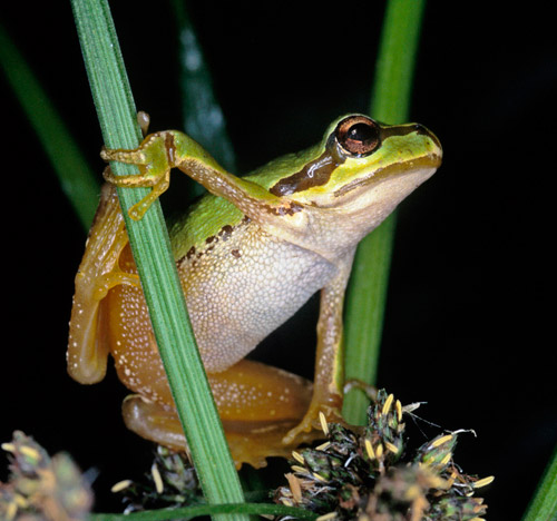 Close-up photo of Pacific Tree Frog by Noella Ballenger