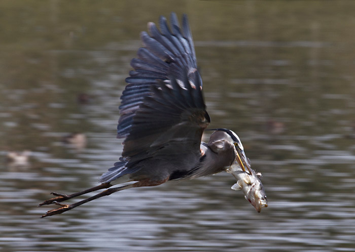 Photo of Great Blue Heron in flight with fish by Noella Ballenger