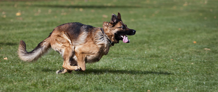 Stop action photography: German Shepherd dog running by Brad Sharp