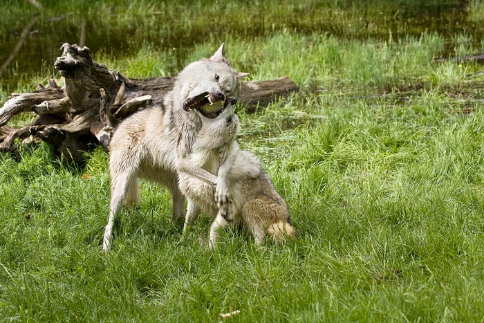 Stop action photography: Gray Wolves playing by Brad Sharp.