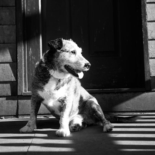 Black and white photo of little dog. Dog adopted from DCH Animal Adoptions in Sydney, Australia by Cathy Topping