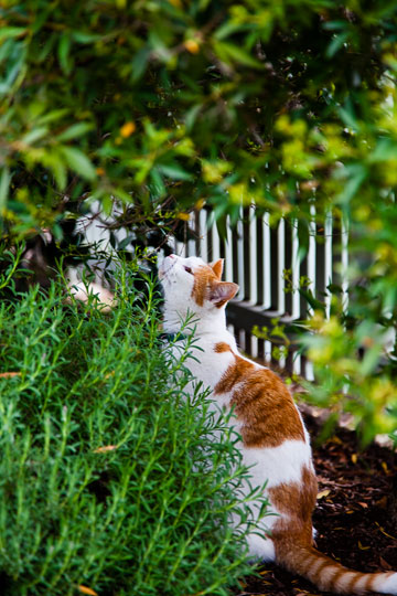 Photo of cat sniffing plants. Cat adopted from DCH Animal Adoptions in Sydney, Australia by Cathy Topping