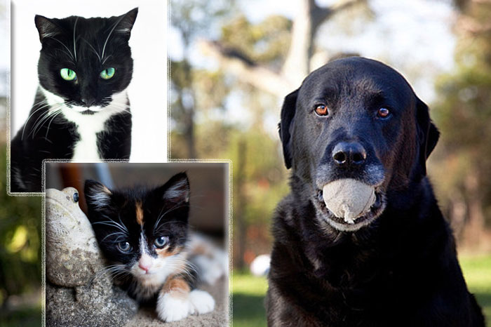Photo of dog and kitties adopted from DCH Animal Adoptions in Sydney, Australia by Cathy Topping
