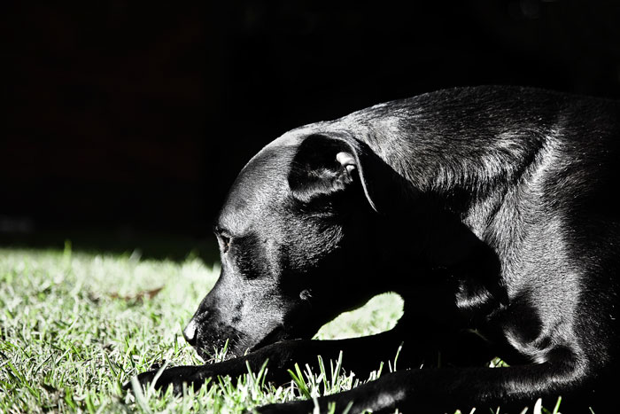 Photo of black Labrador dog adopted from DCH Animal Adoptions in Sydney, Australia by Cathy Topping
