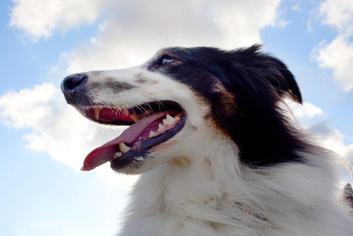Photo of collie adopted from DCH Animal Adoptions in Sydney, Australia by Cathy Topping