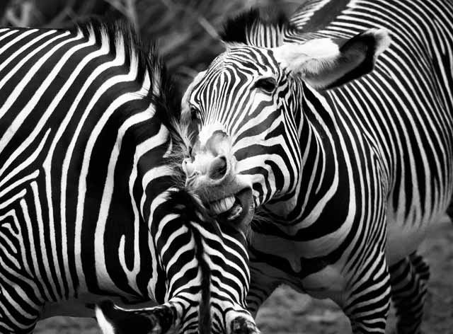 Photo critiques: black and white action image of zebra biting on neck of another zebra by Toby Lewsadder.