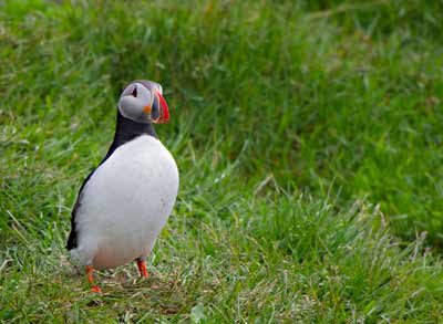 Photographic Travels in Iceland: Image of Atlantic Puffin (bird) in lush green grass by Michael Legerro.