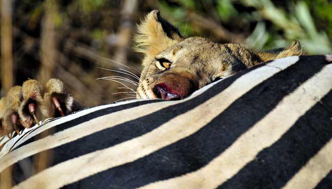 Photographing Lions: Lion cub with zebra kill at Lake Mankwe, Pilanesberg, Africa by Mario Fazekas.