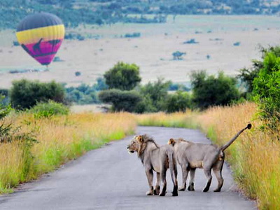 Photographing Lions: Two male lions walking in road with hot air balloon in background at Pilanesberg, Africa by Mario Fazekas.