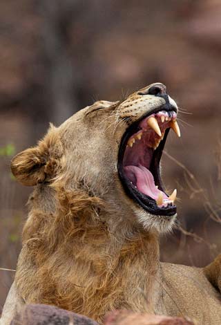 Photographing Lions: Adolescent male lion yawning at Kruger National Park, Africa by Mario Fazekas.