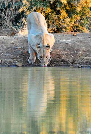 Photographing Lions: Lioness drinking after sunset at Leeupan Hide, Black Rhino Reserve, Pilanesberg, Africa by Mario Fazekas.