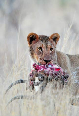 Photographing Lions: Lion cub with Impala head near Bakubung Lodge, Pilanesberg, Africa by Mario Fazekas.