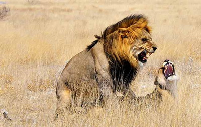 Photographing Lions: Mating lions in grasses near Okaukuejo Camp, Etosha, Africa by Mario Fazekas.