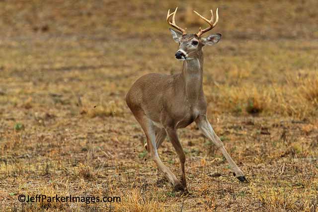 Deer & Elk Photography Tips: White-tailed deer running in a golden meadow by Jeff Parker.