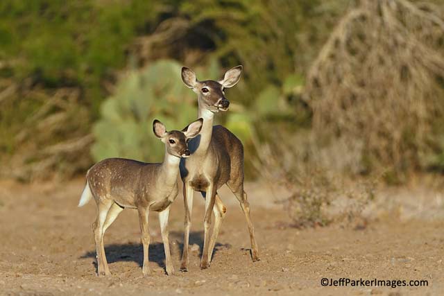 Deer & Elk Photography Tips: Image of White-tailed doe and fawn by Jeff Parker.