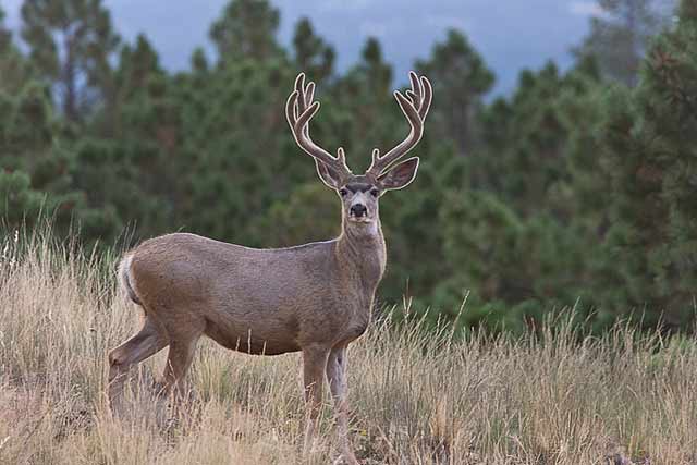 Deer & Elk Photography Tips: Full-body image of Mule Deer in front of pine trees by Jeff Parker.
