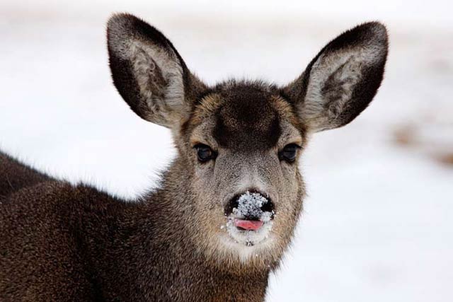 Deer Photography Tips: Mule Deer image in winter with tongue out and snow on nose by Jeff Parker.