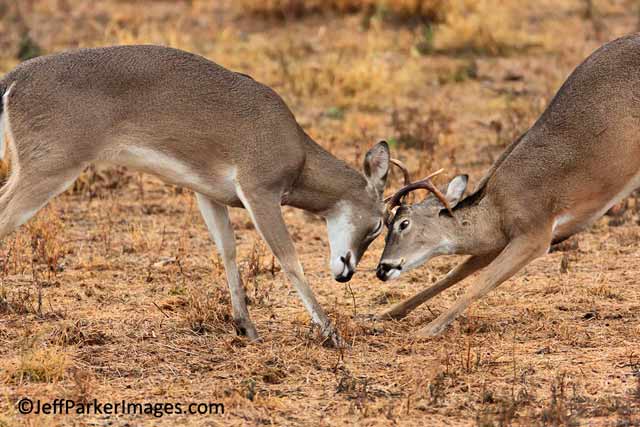 Deer & Elk Photography Tips: Young White-tailed bucks fighting in a field by Jeff Parker.