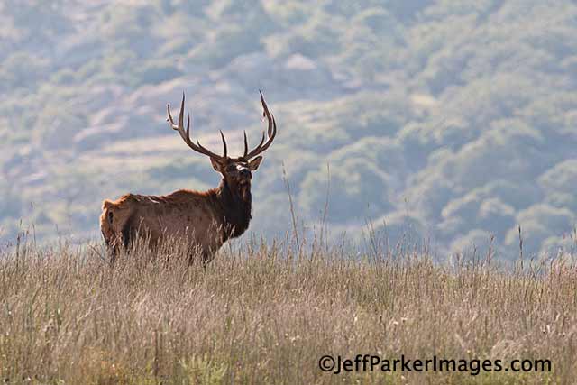 Deer & Elk Photography Tips: Photo of Bull Elk standing in a grass meadow with puffy clouds backdrop by Jeff Parker.