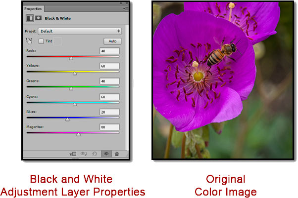 Screen shot of Photoshop Black & White Adjustment Layer and colored bee and flower by John Watts.