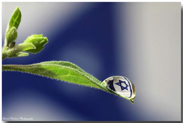 Glycerin Drop Reflection Photos with Focus Stacking: Flag of Israel reflected in dew drop on end of green leaf by Yuval Vaknin.