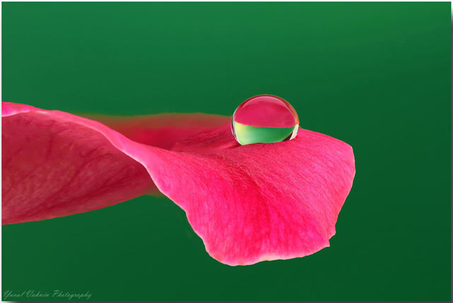 Glycerin Drop Reflection Photos with Focus Stacking: Dew drop on red flower petal by Yuval Vaknin.