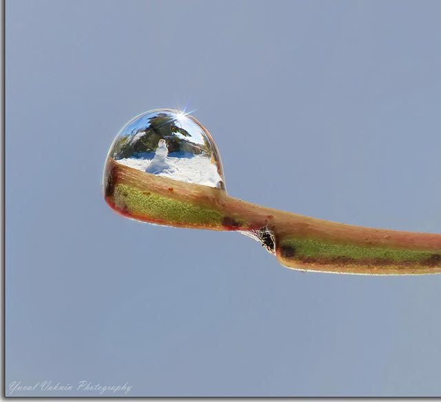 Glycerin Drop Reflection Photos with Focus Stacking: Reflection of snowman in dew drop on end of twig by Yuval Vaknin.