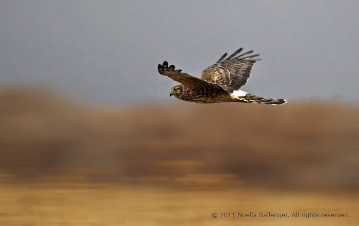 Northern Harrier - Panning f/6.3, 1/2500 sec., ISO 640