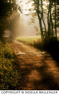 Early morning golden light and fog on path in the woods in Germany by Noella Ballenger.