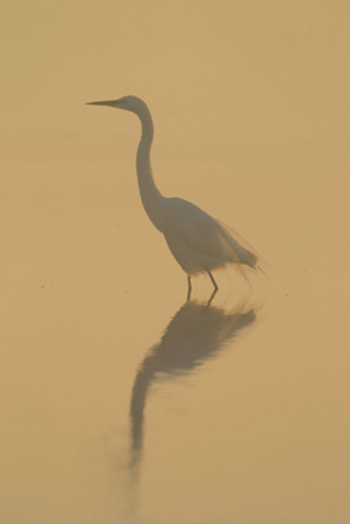 Image of a Great Egret in the fog by Andy Long.