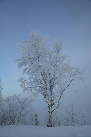 Winter landscape photo of hoar frost on a tree with blue sky background by Andy Long.