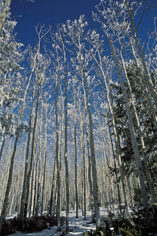 Landscape photo of snow and frost on Aspen trees by Andy Long.