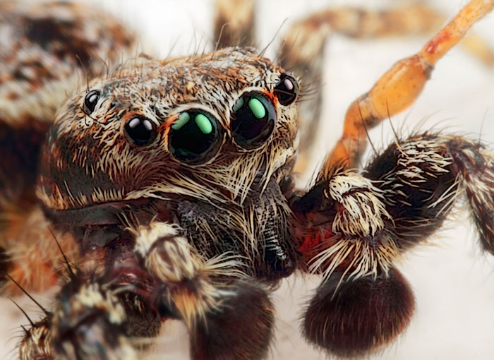 Large Jumping Spider