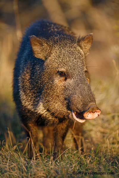 Javelina in evening light - javelina pictures