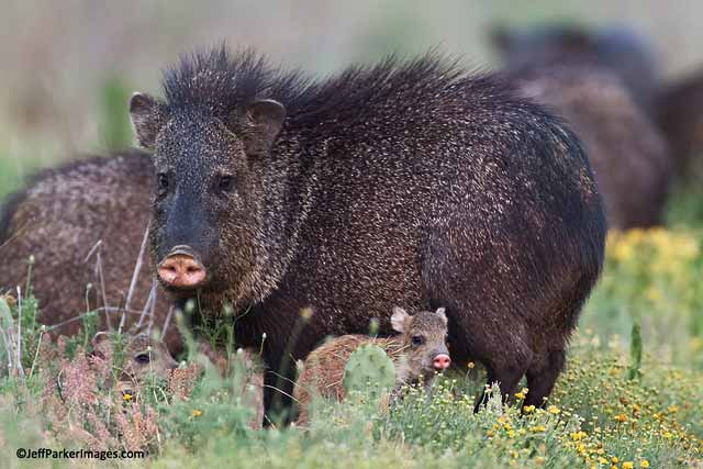 javelina with her young - javelina pictures