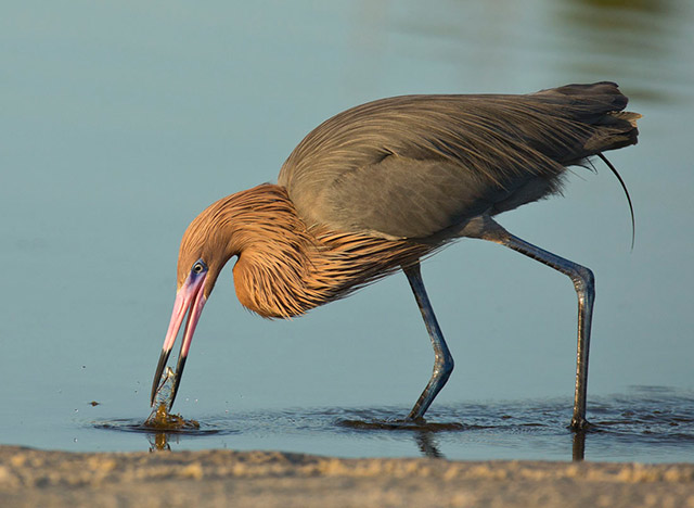 Reddish Egret catching food - high shutter speed and continuous shoot used by Andy Long.