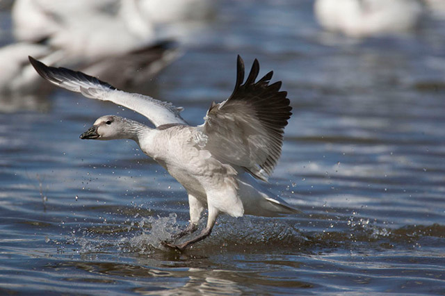 Snow Goose landing on the water - high shutter speed, open aperture and panning used by Andy Long.