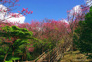 Image of the stairs and cherry blossom trees to the top of Mt. Yadake by Michael Lynch.