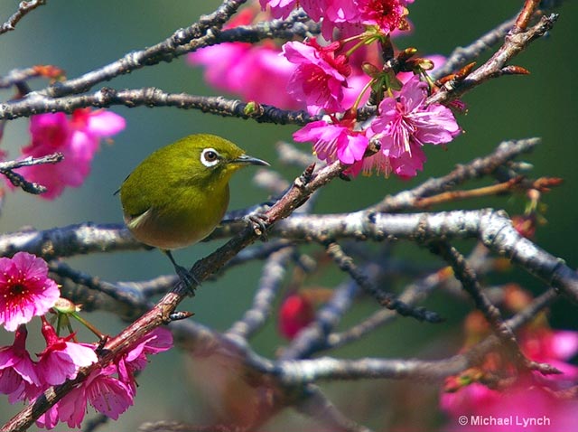 Image of green Japanese White Eye bird in pink Cherry Blossoms by Michael Lynch.