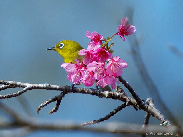 Image of green Japanese White Eye bird in pink Cherry Blossoms by Michael Lynch.