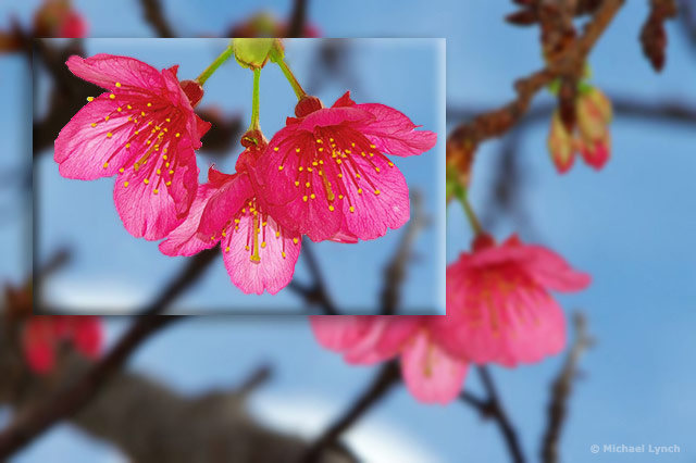 Close-up image of the golden anthers and pistils within the bell shape of the Sakura by Michael Lynch.