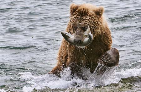 Photo of grizzly bear with salmon by Karen Pleasant